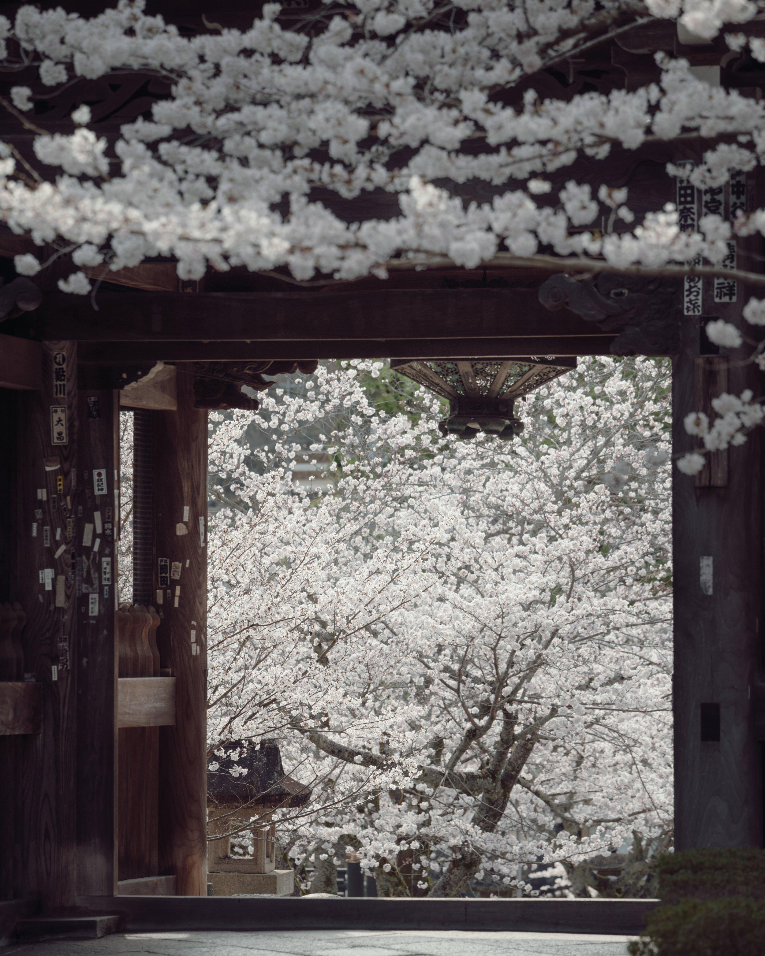🏯 고카와데라 (粉河寺) 이미지 8